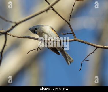 Titmose touffeté (Baeolophus bicolor), parc du lac Burke, Virginie Banque D'Images