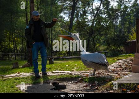 Garde-parc national avec le pélican intérieur Johnny dans le parc national Divjake-Karavassta en Albanie Banque D'Images