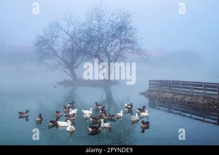 Un moment paisible à Vryssi Tyrnavou, un petit lac pittoresque et un joli espace de loisirs à proximité de la ville de Tyrnavos, Larissa, Thessalie, Grèce. Banque D'Images