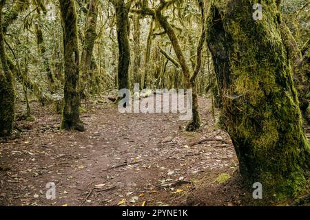 Un sentier luxuriant entouré de hauts arbres verts Banque D'Images
