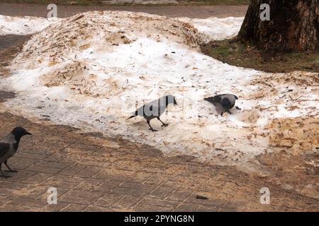 Gros plan sur la neige sale Banque D'Images