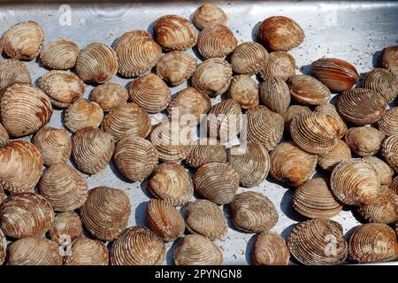 Vénus verrucosa, la Vénus verruqueuse, en vente sur le marché aux poissons Banque D'Images