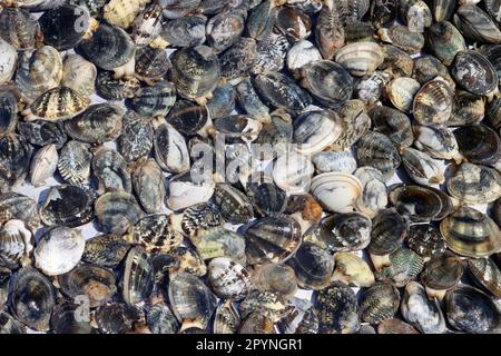 Palourdes à vendre sur le marché du poisson. Fruits de mer frais Banque D'Images