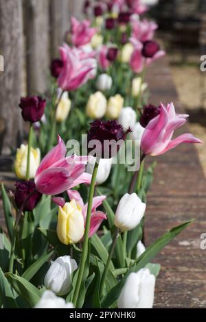 Magnifique exposition printanière de tulipes mixtes dans le jardin de cuisine des jardins de l'abbaye de Mottisfont, Hampshire UK en avril Banque D'Images