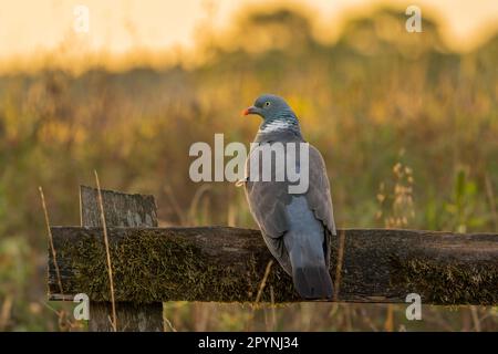 Pigeon à bois commun (Columba palumbus) sur un fench le matin quand le soleil se lève. Banque D'Images