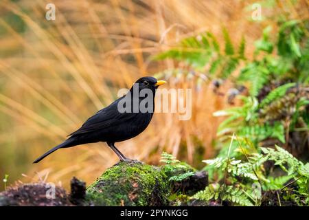 Oiseau-noir commun mâle (Turdus merula) perché sur une branche morte de mousse Banque D'Images