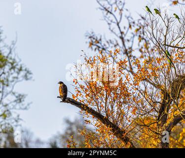 Un aigle serpent reposant sur un arbre Banque D'Images