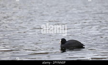 Craot sur l'eau en hiver, Norfolk, Angleterre, Royaume-Uni Banque D'Images