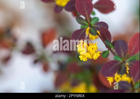 Détail des petites fleurs jaunes d'une barberry rouge (Berberis thunbergii) dans le jardin Banque D'Images