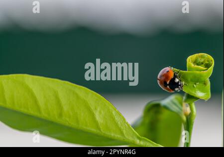 Lutte antiparasitaire écologique : coccinella septempunctata chasse et mangeant des pucerons sur la feuille d'un arbre orange Banque D'Images