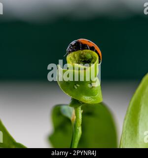 Lutte antiparasitaire écologique : coccinella septempunctata chasse et mangeant des pucerons sur la feuille d'un arbre orange Banque D'Images