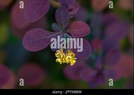 Détail des petites fleurs jaunes d'une barberry rouge (Berberis thunbergii) dans le jardin Banque D'Images