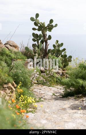 Chemin de Taormine à Castel Mola en Sicile avec cactus et paysage vallonné Banque D'Images