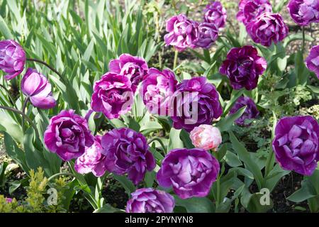 Fleurs de printemps pourpres de la double tulipe tardive, Tulipa Blue Diamond dans le jardin du Royaume-Uni avril Banque D'Images