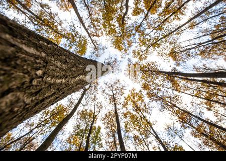 Superbe automne capturé dans une image de paysage - couleurs vives disparaissant lentement et faisant de la place pour l'aspect grisâtre de hiver Banque D'Images