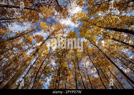 Superbe automne capturé dans une image de paysage - couleurs vives disparaissant lentement et faisant de la place pour l'aspect grisâtre de hiver Banque D'Images