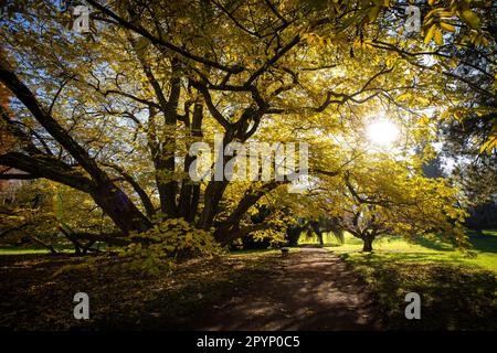 Superbe automne capturé dans une image de paysage - couleurs vives disparaissant lentement et faisant de la place pour l'aspect grisâtre de hiver Banque D'Images