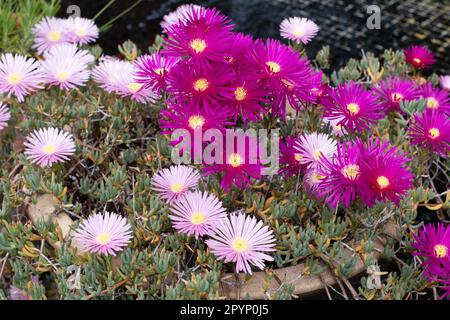 Lampranthus, pâquerette Livingstone perpétuelle, Banque D'Images