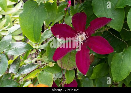 Clematis Niobe, grimpeur à fleurs bordeaux. Banque D'Images