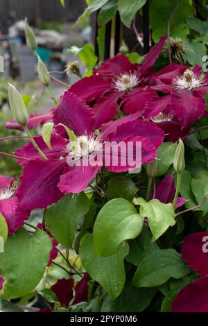 Clematis Niobe, grimpeur à fleurs bordeaux. Banque D'Images