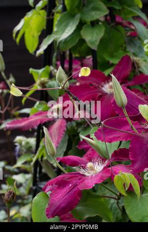 Clematis Niobe, grimpeur à fleurs bordeaux. Banque D'Images