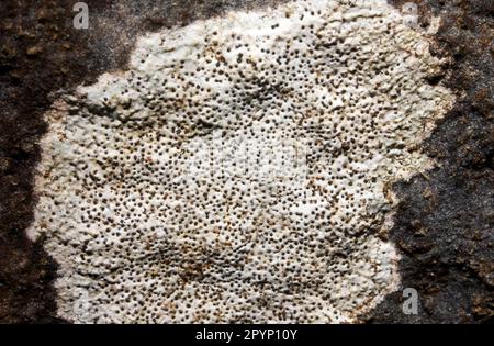 Bagliettoa calciseda est un lichen croûteux que l'on trouve sur des roches calcaires bien éclairées et exposées. Il semble avoir une distribution mondiale. Banque D'Images