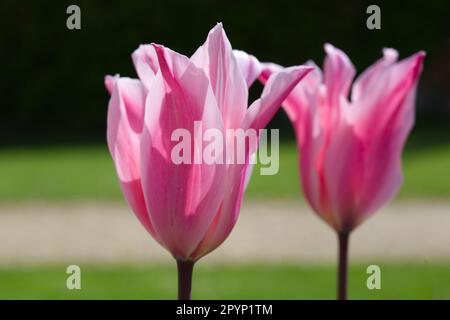 Fleurs printanières à rayures flamboyantes de tulipe à fleurs de nénuphars, Tulipa China Pink dans le jardin britannique avril Banque D'Images