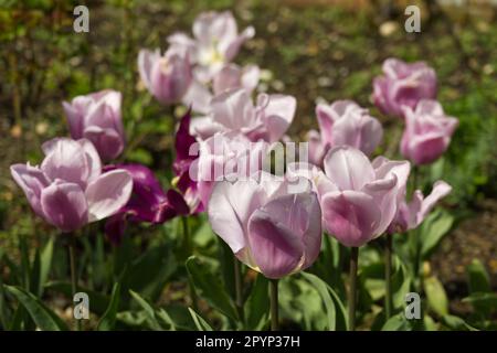 Jolies fleurs printanières de tulipe unique tardive, Tulipa Pink Diamond dans le jardin du Royaume-Uni en avril Banque D'Images