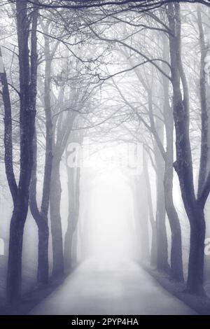 Une avenue de grands arbres par temps brumeux avec un chemin menant à la lumière, noir et blanc Banque D'Images