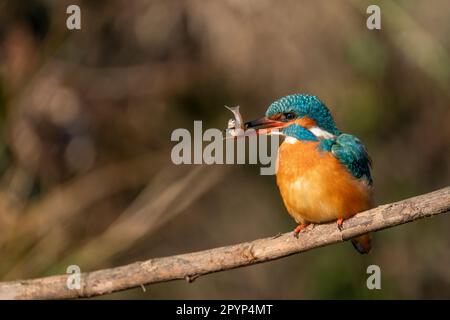 kingfisher commun (Alcedo atthis), perché sur une branche avec sa prise. Banque D'Images