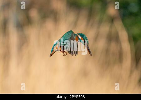 kingfisher commun (Alcedo atthis), priant pour attraper un poisson Banque D'Images