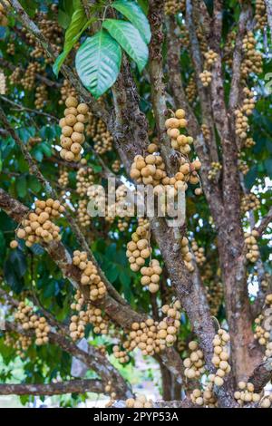 Langsat ou Longkong ou Lansium parasiticum est prêt à la récolte, trop productif trouvé sur l'arbre de fruits tropicaux, Thaïlande, gros plan Banque D'Images