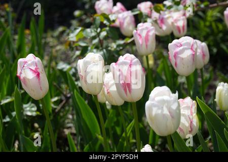 Fleurs blanches de printemps avec des bords roses de tulipe unique de Triumph Tulipa Shirley dans le jardin du Royaume-Uni avril Banque D'Images