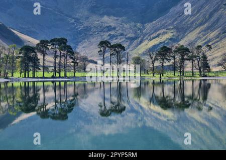 Les pins de Buttermere se reflètent à Buttermere, Lake District, Cumbria Banque D'Images