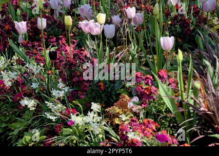 Une variété de fleurs printanières brillantes fleurissent dans les jardins du parc St James's Banque D'Images