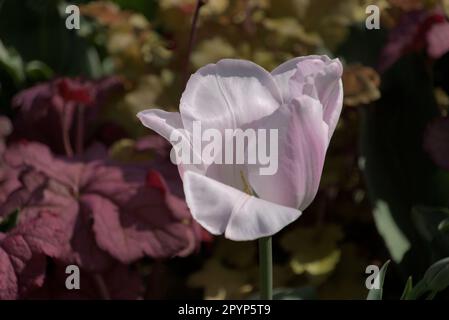 Une variété de fleurs printanières brillantes fleurissent dans les jardins du parc St James's Banque D'Images