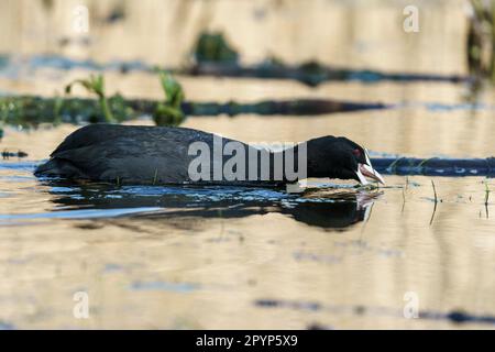 Le coot eurasien (Fulica atra) flotte sur l'eau. Banque D'Images