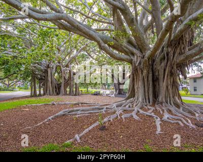 Banyon Tree Ficus benghalensis ou indian banyan l'arbre national de l'Inde sur West Venice Avenue à Venise Floride Etats-Unis, Banque D'Images