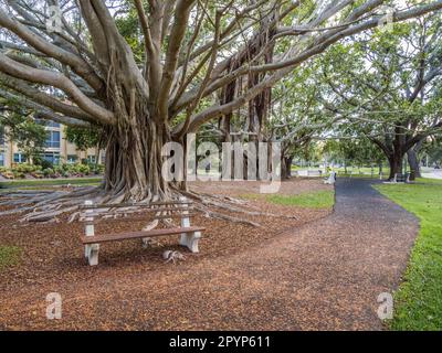 Banyon Tree Ficus benghalensis ou indian banyan l'arbre national de l'Inde sur West Venice Avenue à Venise Floride Etats-Unis, Banque D'Images