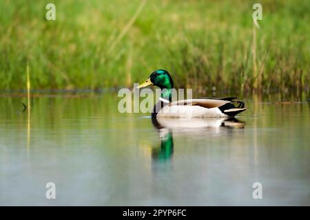 Le pallard mâle (Anas platyrhynchos), espèce très commune, mais très joli au soleil, avec ses plumes vertes minces. Banque D'Images