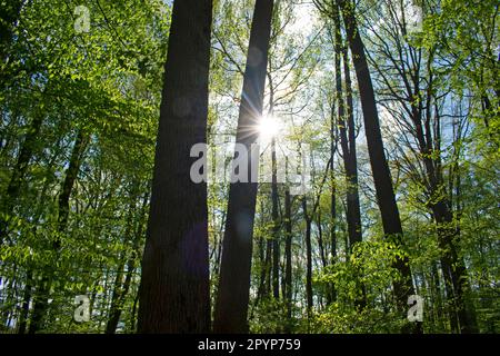 Le soleil traverse les arbres dans un sentier naturel très boisé au parc Davidson Mill Pond, le jour de printemps -01 Banque D'Images