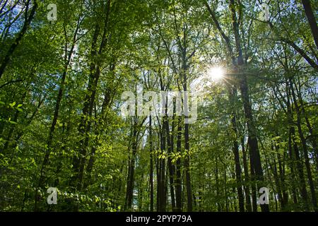 Le soleil traverse les arbres dans un sentier naturel très boisé au parc Davidson Mill Pond, le jour de printemps -03 Banque D'Images