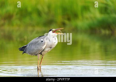 Le héron gris (Ardea cinerea) a simplement attrapé un petit poisson Banque D'Images