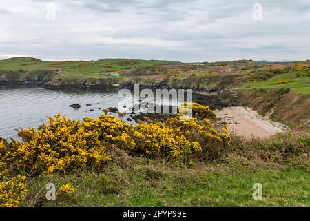 Le sentier de la côte d'Anglesey à Porth Wen près d'Amlwch lors d'une matinée printanière dans le nord du pays de Galles. Banque D'Images