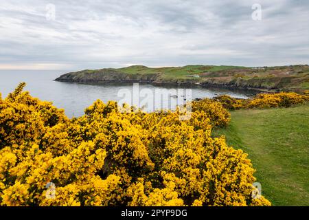 Le sentier de la côte d'Anglesey à Porth Wen près d'Amlwch lors d'une matinée printanière dans le nord du pays de Galles. Banque D'Images