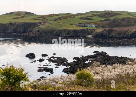 La crique rocheuse de Porth Wen près d'Amlwch sur la côte nord d'Anglesey, au nord du pays de Galles. Banque D'Images