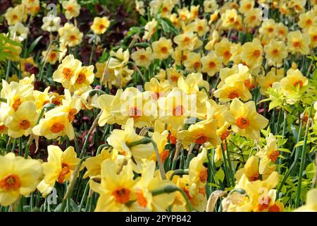 Narcissus 'pipe Major' en fleur. Banque D'Images