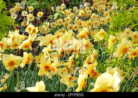 Narcissus 'pipe Major' en fleur. Banque D'Images