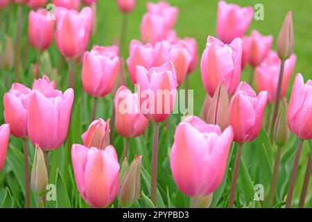 Triomphe Tulip 'maîtresse' en fleur. Banque D'Images