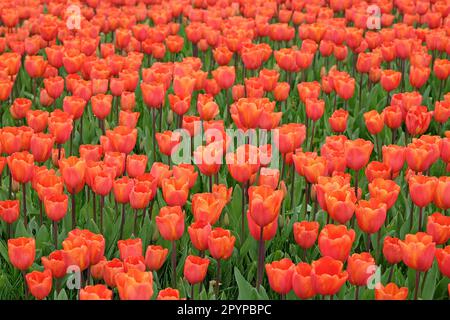 Triomphe Tulip 'Annie SchilderÕ en fleur. Banque D'Images